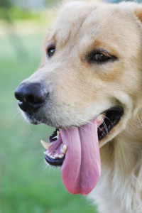 Dog with its tongue hanging out
