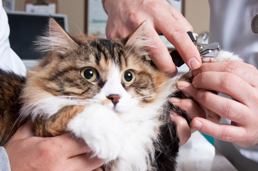 Cómo cortar las uñas de tu gato paso a paso  Clinica Veterinaria  Guadarrama  Hospital Veterinario Guadarrama Peluqueria Canina